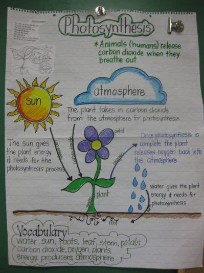 Photosynthesis Anchor Chart