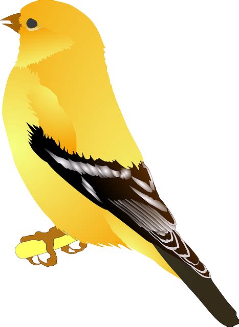 Bird Png Transparent Image Download Size 467x640px