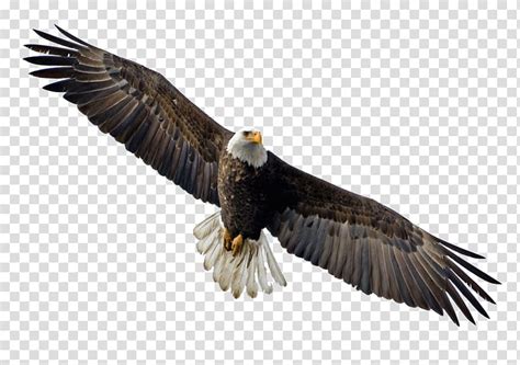 Bald Eagle Flight Bird Eagle Transparent Background Png Clipart