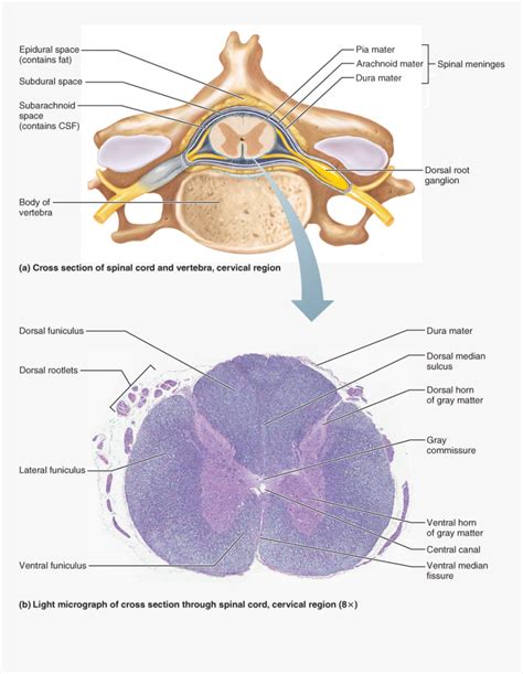 Cervical Spinal Cord Cross Section Anatomy My Xxx Hot Girl Hot Sex Picture