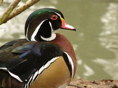 Unusual Strange And Weird Birds Of North Carolina Owlcation