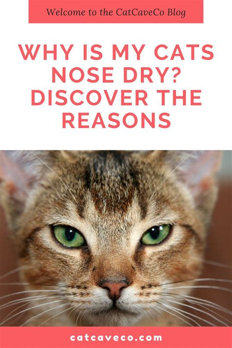 Why Is My Cats Nose Dry Discover The Reasons Why Dry Nose Cat Nose