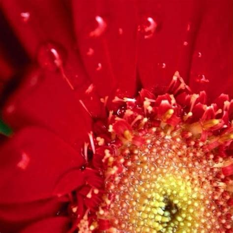 Red Flower With Water Drops Gerber Daisies Gerbera Daisy A Royal