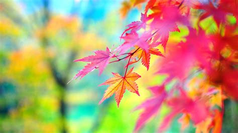 40 Autumn Scene Background Wallpaper For Desktop