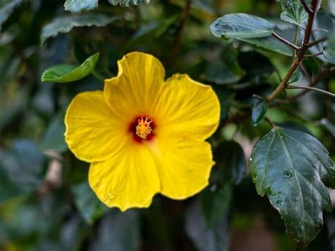 The dried flowers of this plant make a tea with a distinct red color and a somewhat tart, lemony taste. Did You Know These 8 Edible Flowers That You Can Eat ...