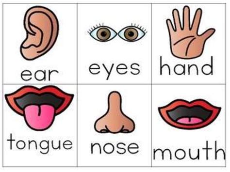 How The 5 Senses Can Enhance Your Lessons 96e