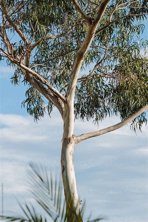 Eucalyptus Tree In Madeira By Stocksy Contributor Simon Desrochers