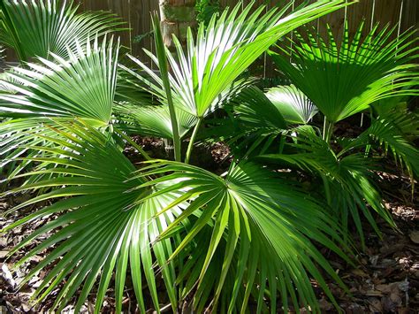 Chinese Fan Palm Guide The Homey Space