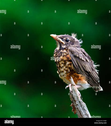 Fledgling American Robin Turdus Migratorius Also Known As The Robin