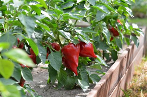 How To Plant Peppers In A Raised Bed The Plant Bible