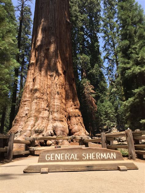General Sherman Tree At Sequoia National Park Sequoia National Park
