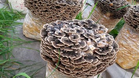 outdoor grown turkey tail mushrooms in vermont close up youtube