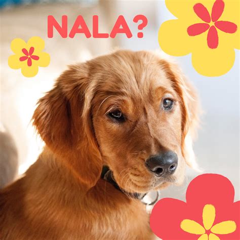 100 Beautiful Hawaiian Dog Names Pethelpful