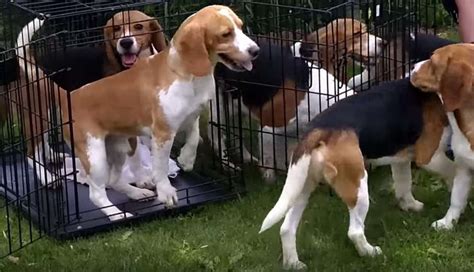 Beagles Freed From Lab Cages Discover What It Means To Truly Be Alive
