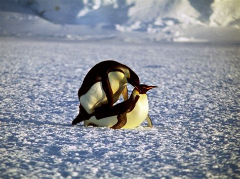 penguin reproduction bioexpedition