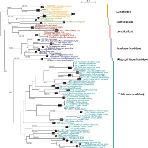 Maximum Likelihood Phylogenetic Tree Based On COI Gene Sequences The Download Scientific