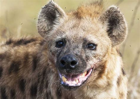 Why Do Hyenas Laugh 12 Laughing Hyena Sounds What They Mean