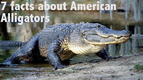 7 Facts About American Alligators Youtube