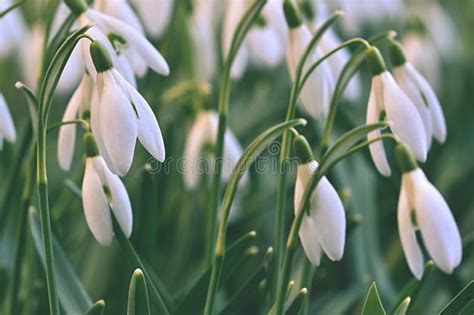 0 updated dec 11, 2020. Snowdrops (Galanthus Nivalis) Flowers In Spring Season ...