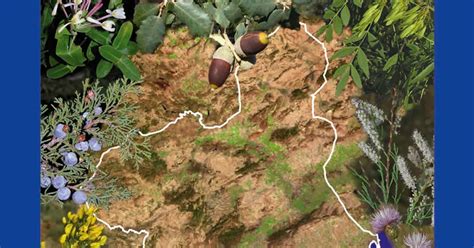 biodiversidad en los paises mediterraneos arboles y arbustos autóctonos de la región de murcia