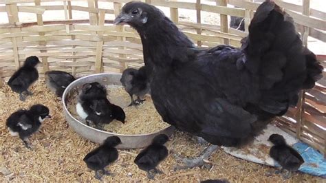 Hen Harvesting Eggs To Chicks Video Kadaknath Breed Chicks At Age Of