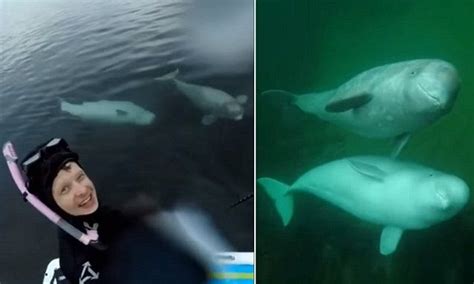 Incredible Moment Two Beluga Whales Greet A Paddleboarder Whale