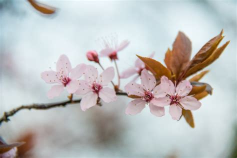 Wallpaper Branch Cherry Blossom Pink Spring Leaf Flower Plant