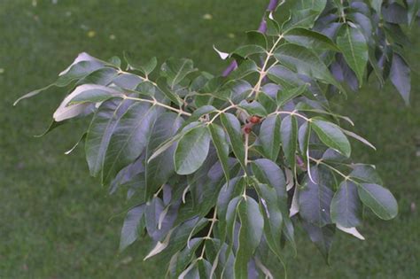 White Ash A Field Guide For Tsa Campus Woods · Inaturalist