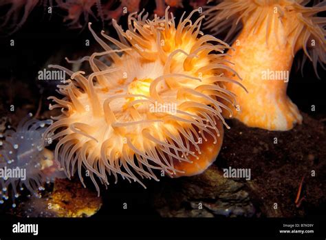 Apple Anemone Stomphia Didemon Captive Stock Photo Alamy