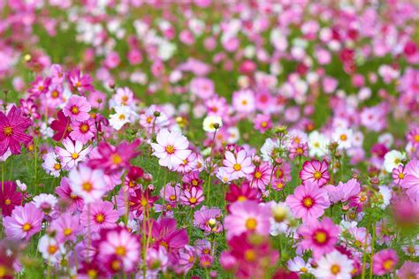 How To Grow Cosmos Expert Tips On When And Where To Plant