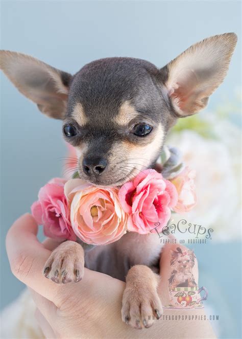 Blue Chihuahua Puppies Teacups Puppies And Boutique
