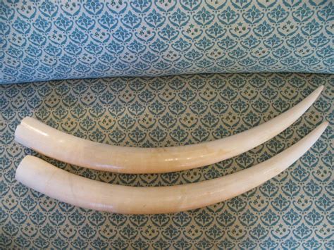 Check out our african decor selection for the very best in unique or custom, handmade pieces from our wall hangings shops. Antique pair of African Elephant Tusks with Cites ...