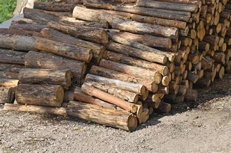 Pine Round Timber Stock Image Image Of Deforestation 236399137
