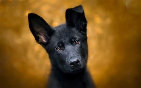 Download Wallpapers Black German Shepherd Puppy Dogs Pets Close Up