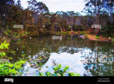 Lane Cove River In Sydney National Park At Sunrise Green Nature