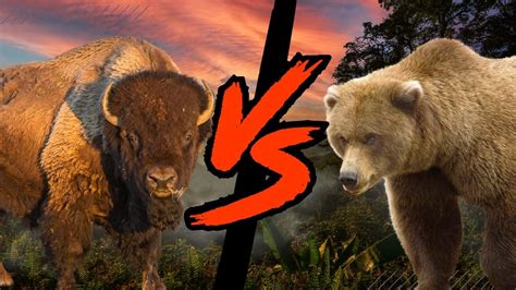 Grizzly Bear Vs Bison Who Would Win In A Fight