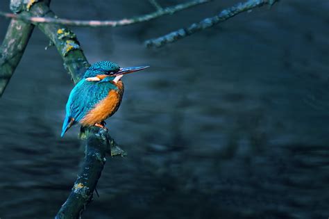 476190 Birds Kingfisher Nature Animals Rare Gallery Hd Wallpapers