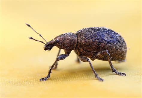 10 Steps To Keep Weevils And Bugs Out Of Food