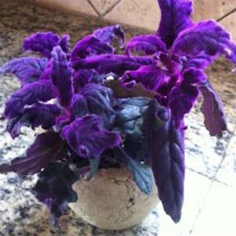 Purple Passion Plants Rare Houseplants Gynura Aurantiaca Etsy