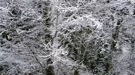 Giant Snowflakes In Seattle Snow Storm Youtube