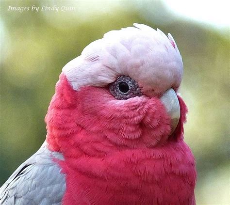 Galah Australian Parrot Beautiful Pink And Grey Colouring