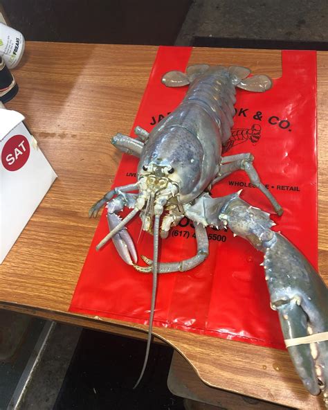 The Rarest Lobster In The World Was Caught In Maine