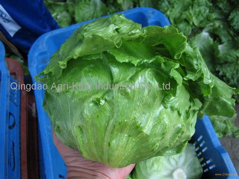 fresh lettuce china price supplier 21food