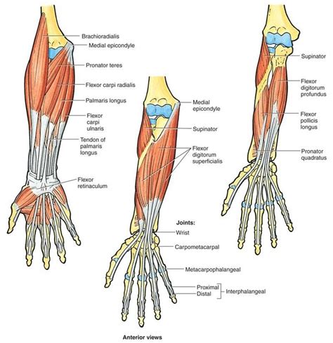 Anatomy Elbow And Forearm
