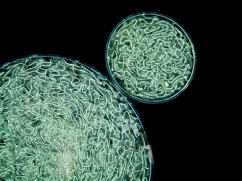 Nostoc Cyanobacteria Photograph By Gerd Guentherscience Photo Library