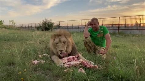 На то как ест лев можно смотреть вечно Олег Зубков ПАРК ЛЬВОВ