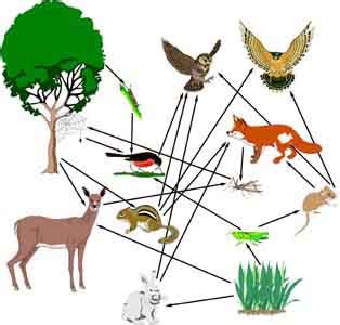 A food web can have multiple trophic levels and species that are not all feeding on the same resource. What is the difference between food chains and food webs?