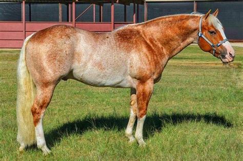 Pictures Of Palomino Roan Horse