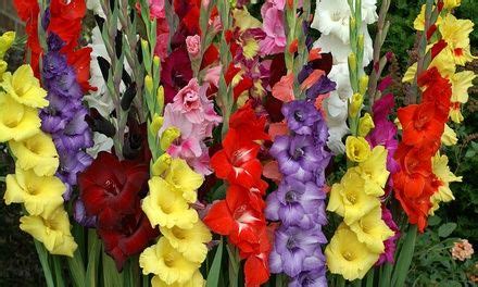 We did not find results for: Mixed Gladiolus Tall Flower Bulbs (30-Pack) | Bulb flowers ...