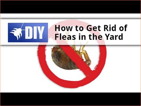 Articles onspotting and treating fleas. How To Get Rid Of Fleas In Backyard | Fleas, How to get ...